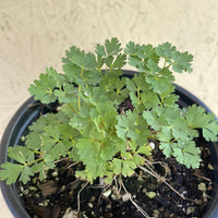 Aquilegia pubescens