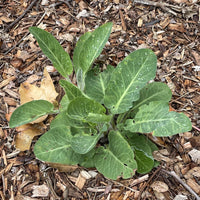 Anemopsis californica, Yerba Mansa in ground