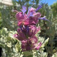 Salvia pachyphylla