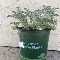 Artemisia pycnocephala 'David's Choice'