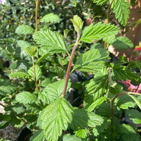 Holodiscus discolor, Cream Bush