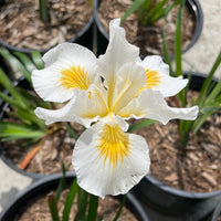Iris douglasiana 'Canyon Snow'