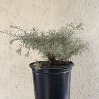Artemisia californica 'Montara’