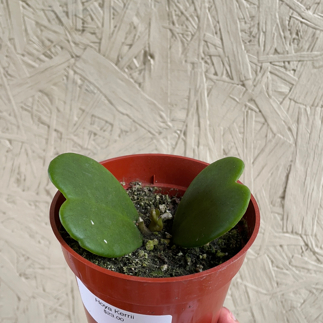 Hoya Kerrii – Plant Material