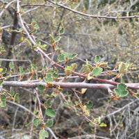 Fremontodendron californicum (Flannel Bush)