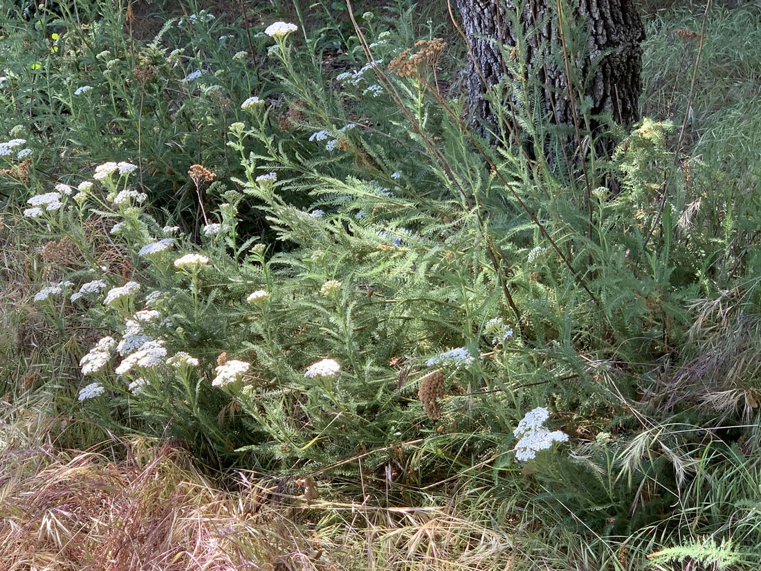 Achillea millefolium, Common yarrow in nature by Plant Material
