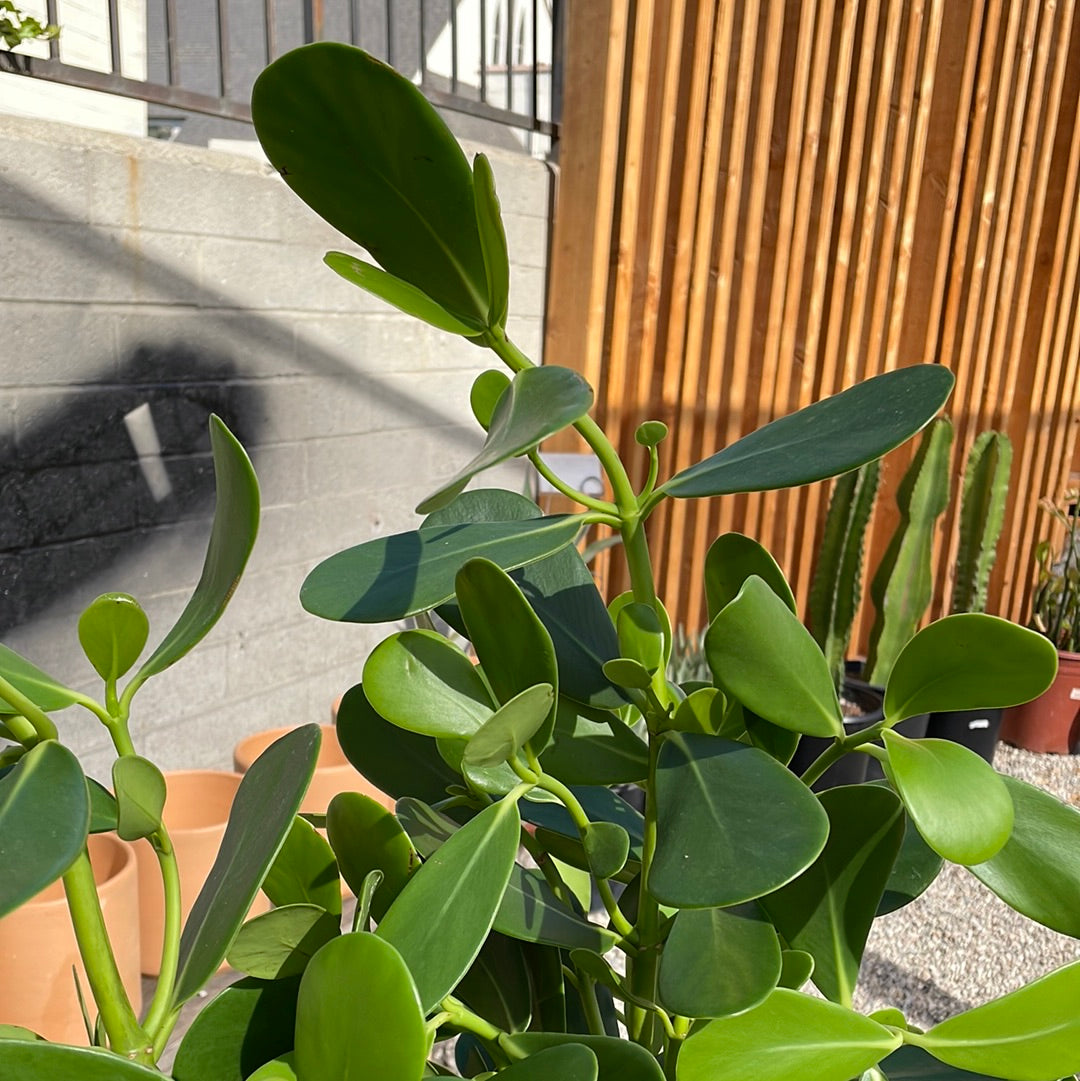 autograph plant indoor care Clusia rosea, Autograph Tree