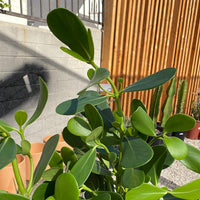 Clusia rosea, Autograph Tree