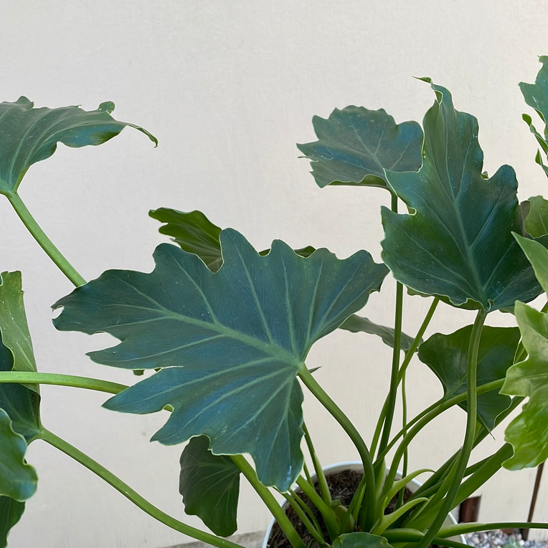 philodendron shangri la Philodendron Shangri La – Plant Material