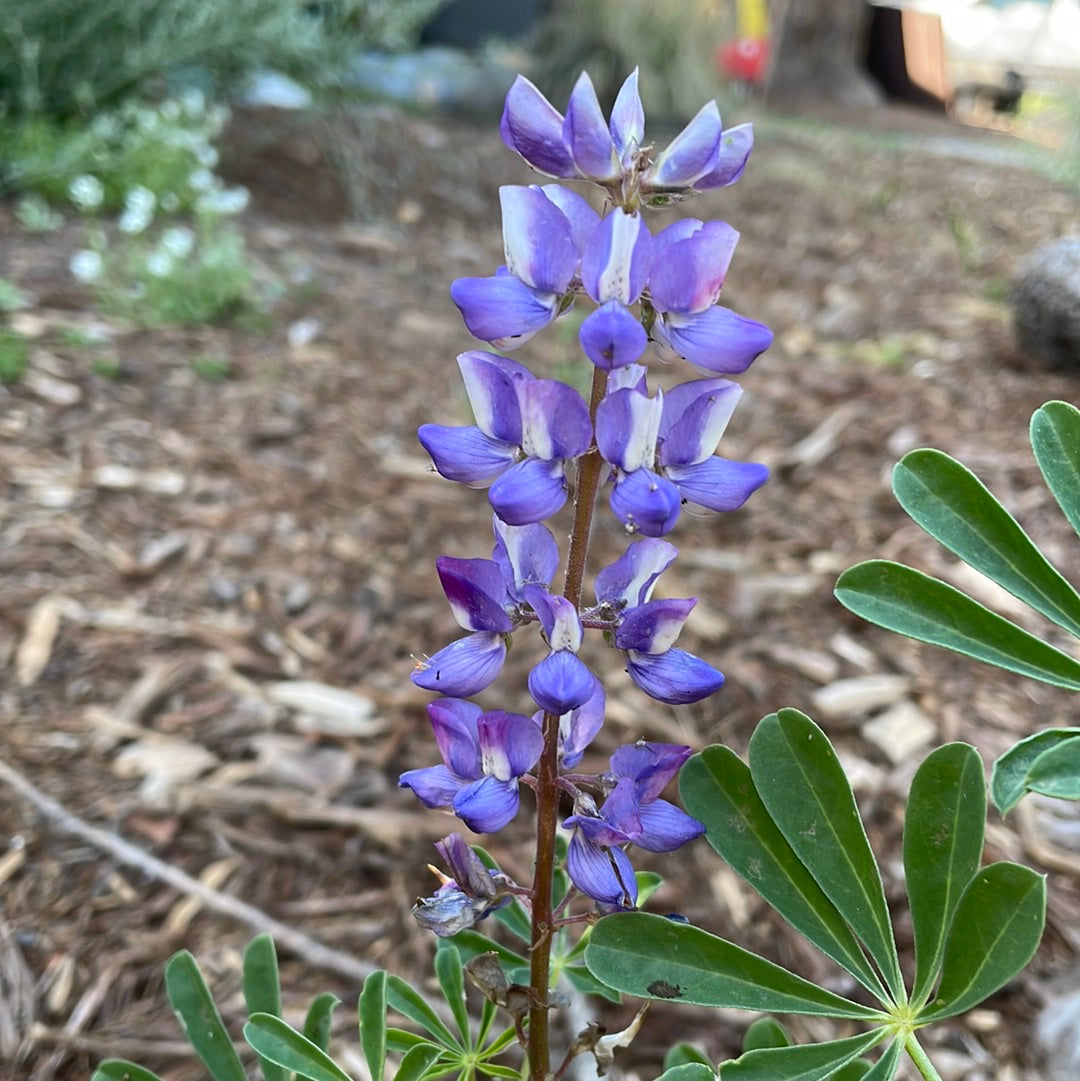 Lupinus succulentus, Arroyo Lupine