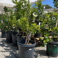 Fremont Mandarin, dwarf