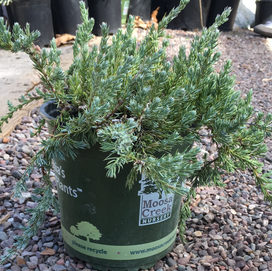 Juniperus communis v. saxatilis