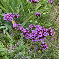 Verbena bonariensis 'Lollipop'