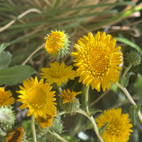Grindelia camporum, Great Valley Gumweed