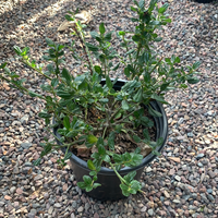 Ceanothus thyrsiflorus 'Skylark'