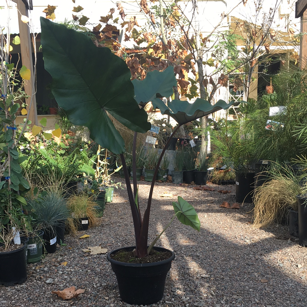 Alocasia Sumo Green