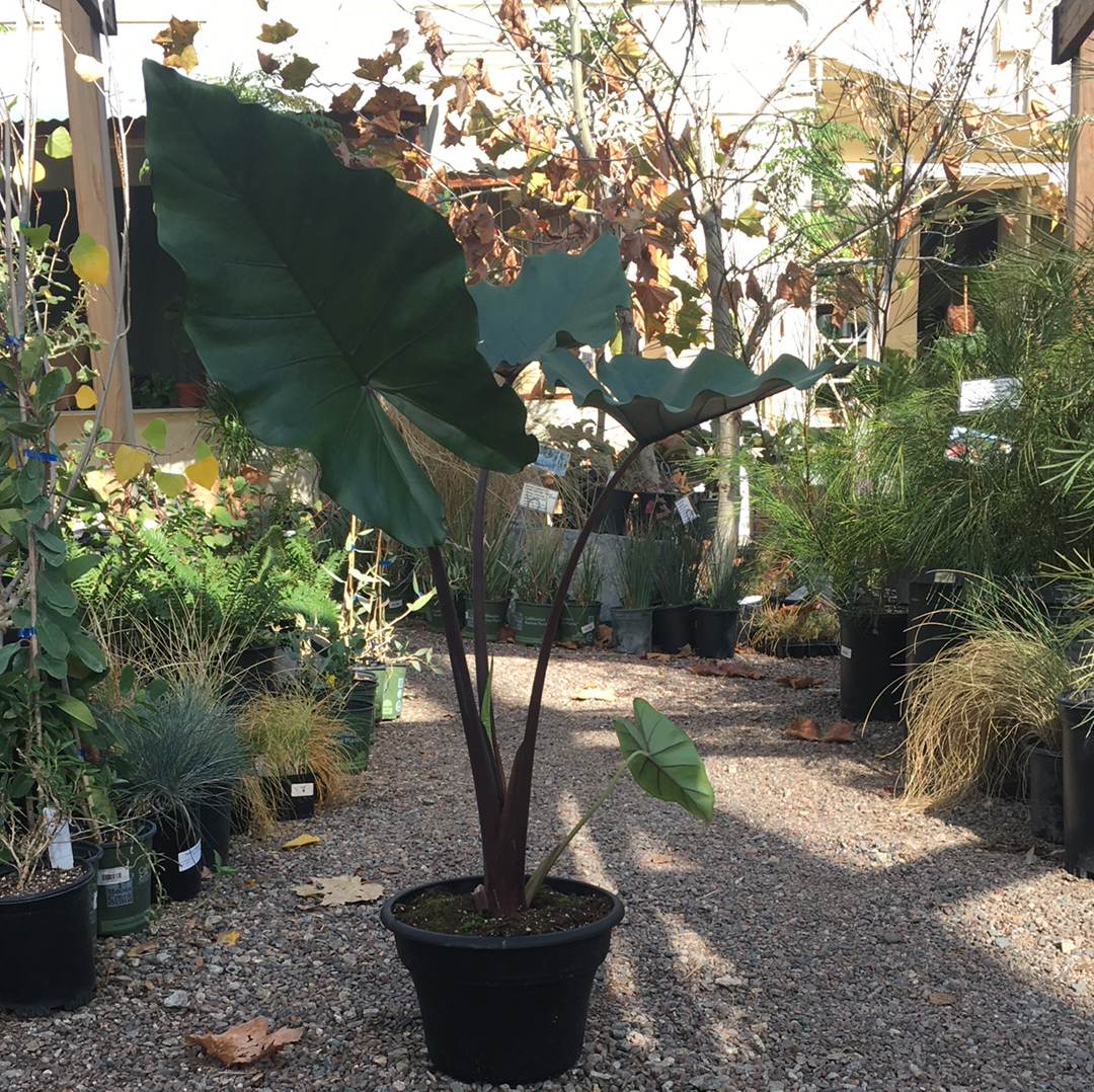sumo elephant ear plant Alocasia sumo
