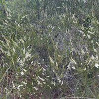 Adenostoma fasciculatum , Chamise Flowers Nature shot by Plant Material