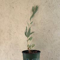 Dendromecon rigida