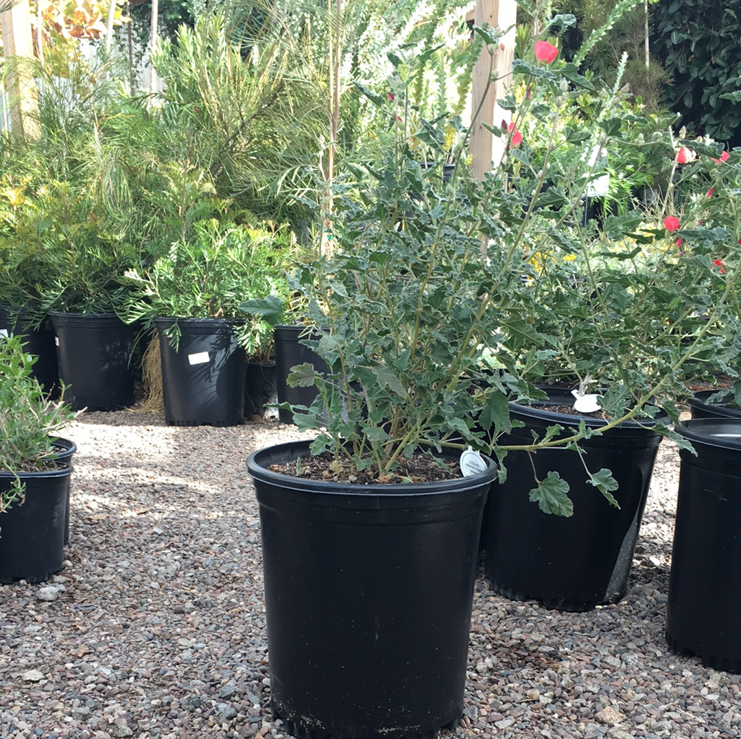 Sphaeralcea ambigua 'Matilija Red'