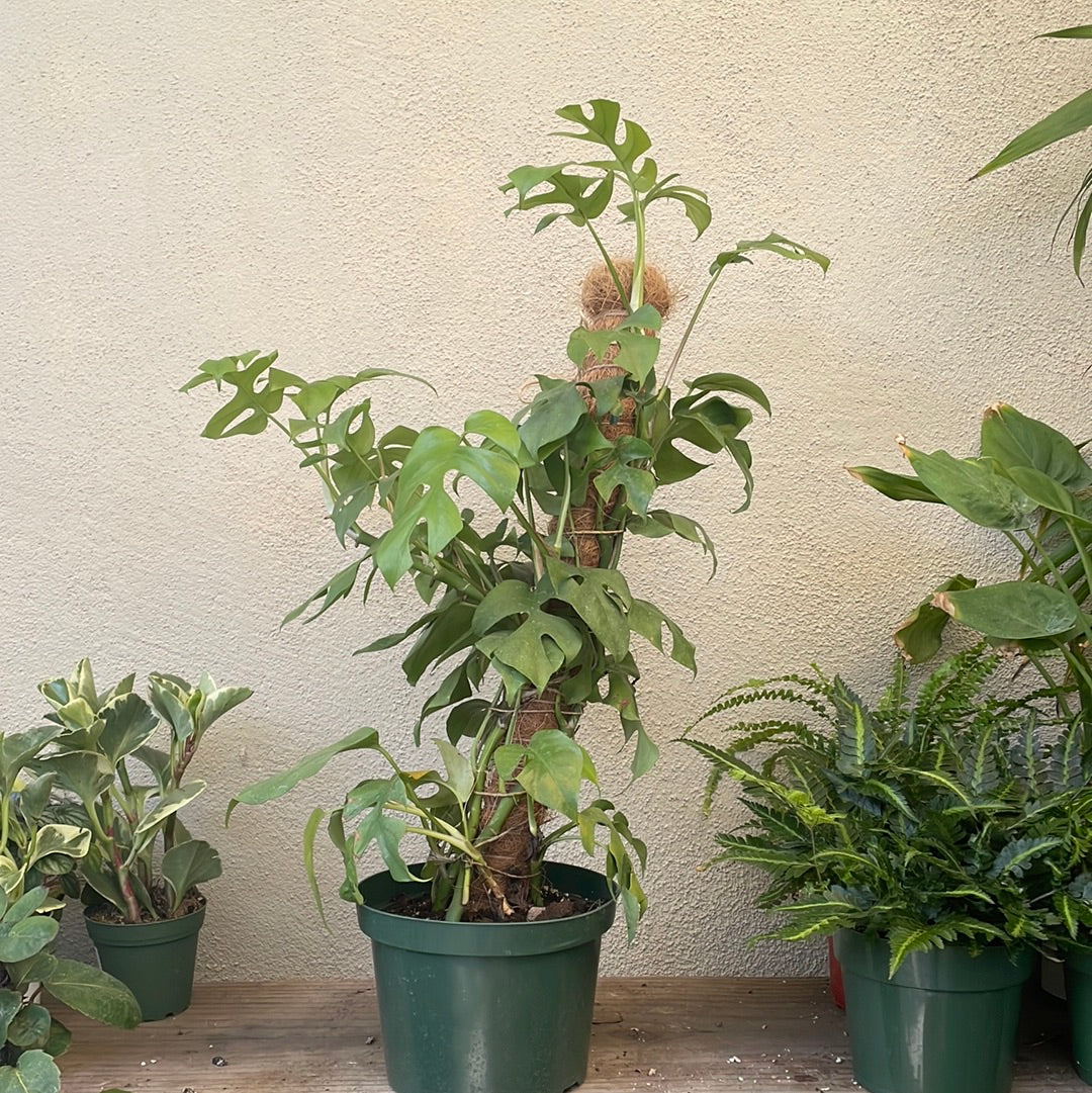 Rhaphidophora tetrasperma - Mini Monstera  Plant Material