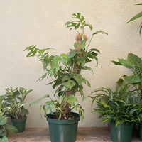 Rhaphidophora tetrasperma - Mini Monstera