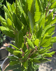 Comarostaphylis diversifolia, Summer Holly