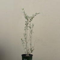 Atriplex lentiformis, Big saltbush 1 Gallon