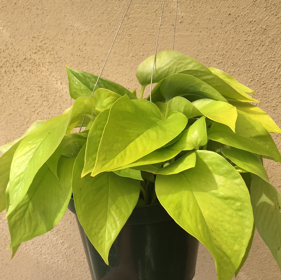 pothos lemon lime Pothos Neon – Plant Material