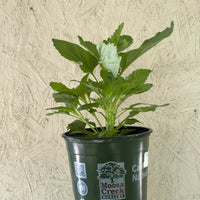 Scrophularia californica, California Figwort