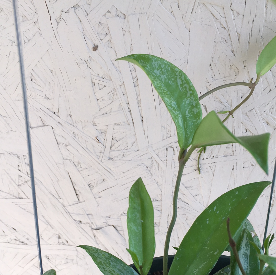 Hoya Dappled Gray