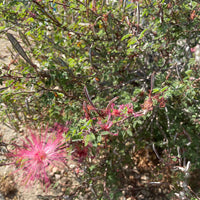 plant material shot