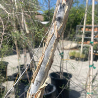 Acacia Willardiana, Palo Blanco