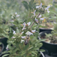 plant material shot