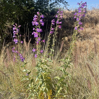 Penstemon spectabilis, Showy Penstemon in Nature by Plant Material