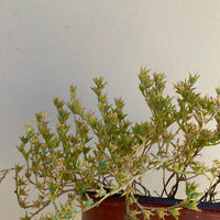 Dudleya multicaulis