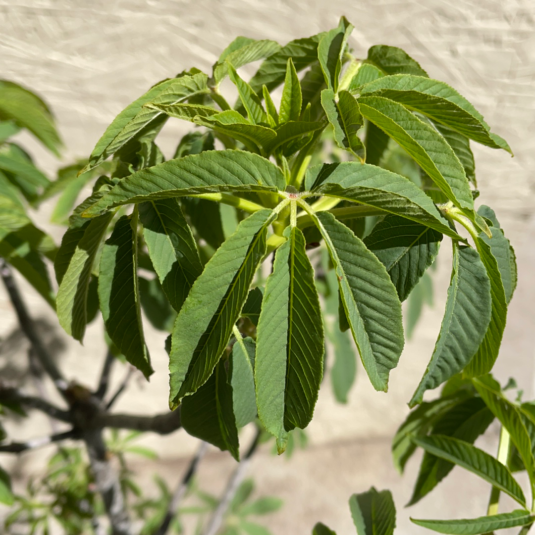 Aesculus californica, California Buckeye