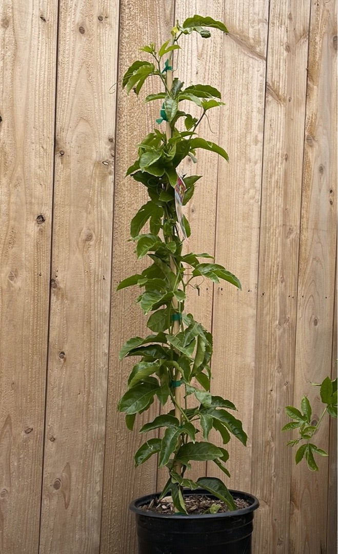 Passiflora Frederick - Passion Fruit