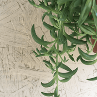 Senecio radicans, String of bananas