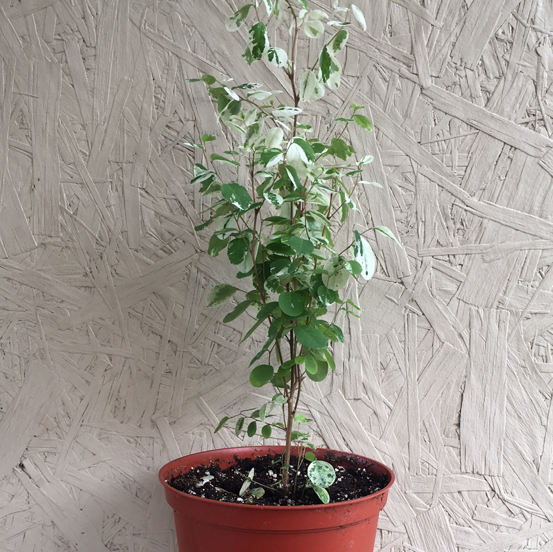 hawaiian snow bush house plant Breynia nivosa