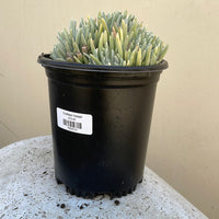Dudleya hassei