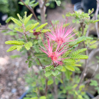 Calliandra eriophylla