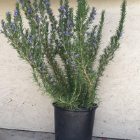 Rosmarinus officinalis 'Tuscan Blue' (rosemary)