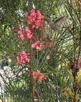 Grevillea 'Long John'