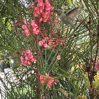 Grevillea 'Long John'