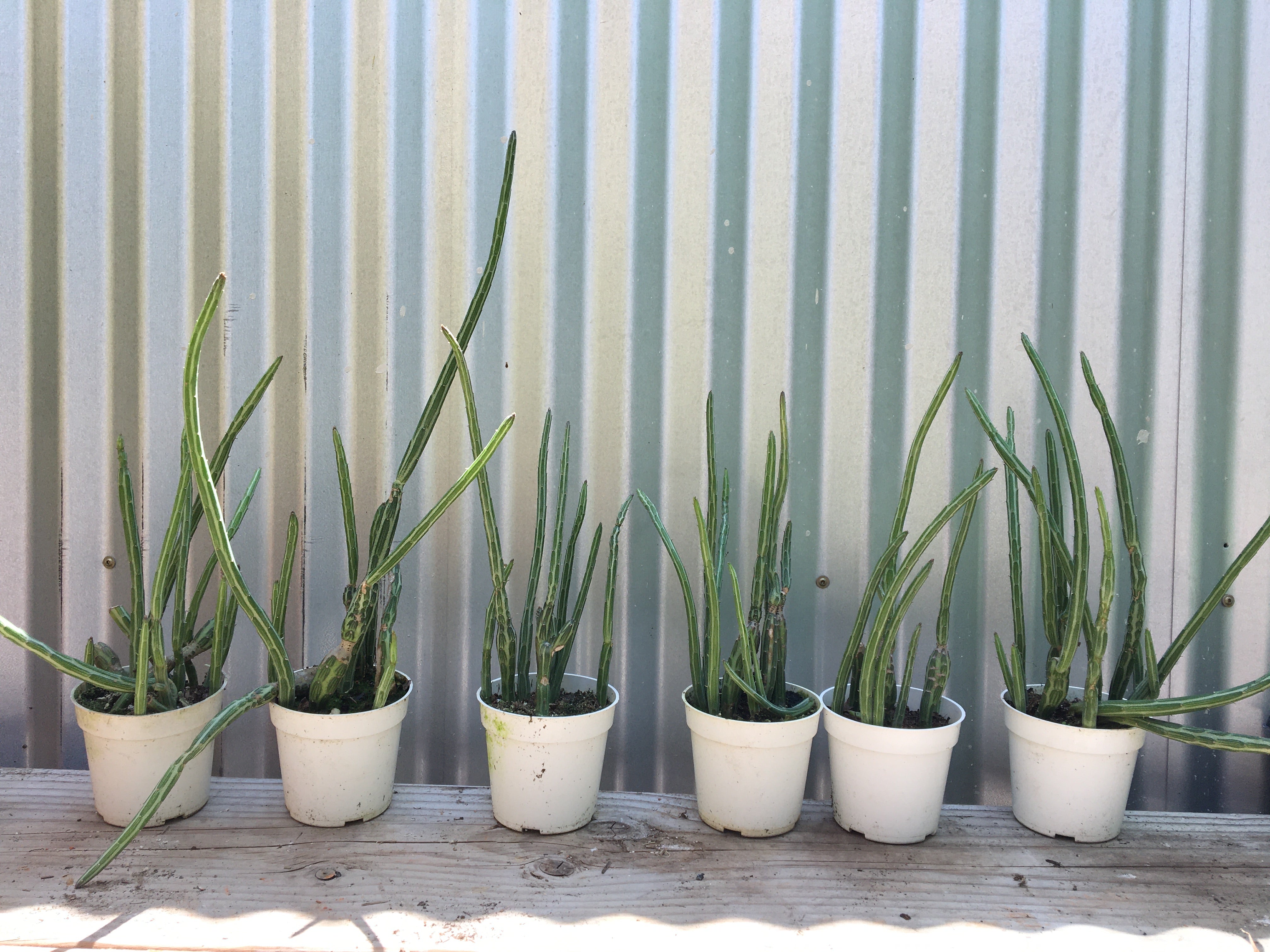 Kleinia stapeliiformis (pickle cactus) – Plant Material