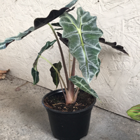 Alocasia Polly 'African Mask'