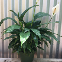 Spathiphyllum (peace lily)