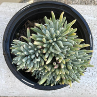Dudleya hassei