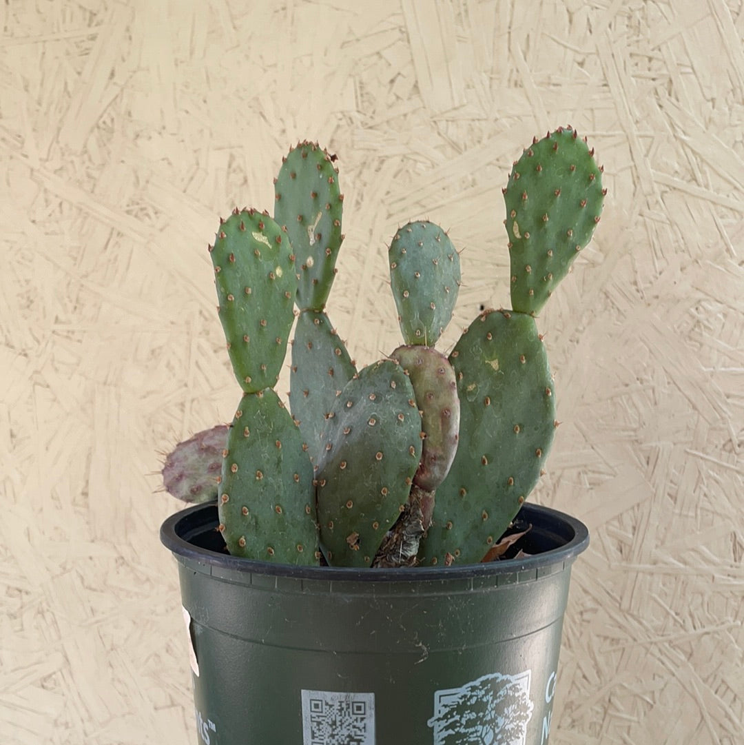 baby prickly pear cactus Opuntia 'Baby Rita' – Plant Material